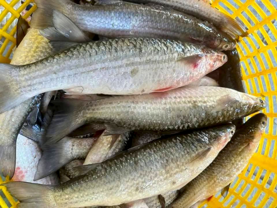 Cá đối