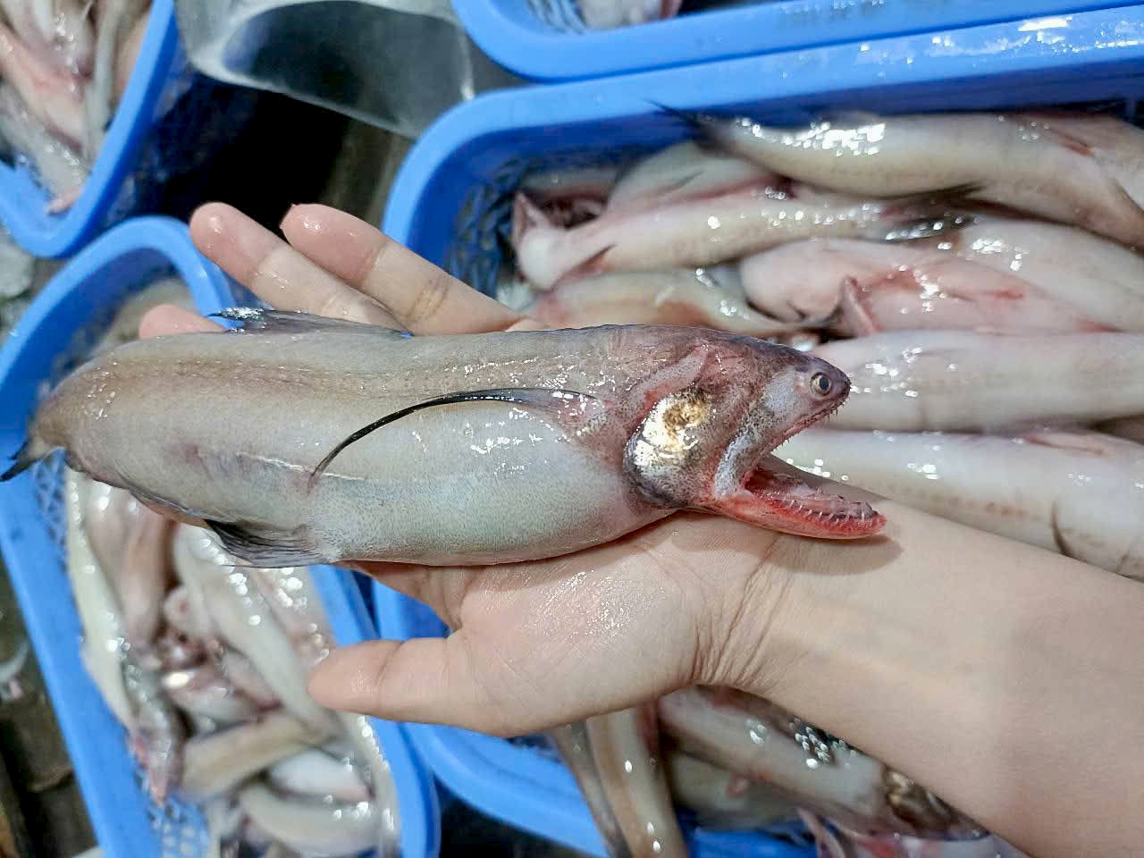 Cá khoai