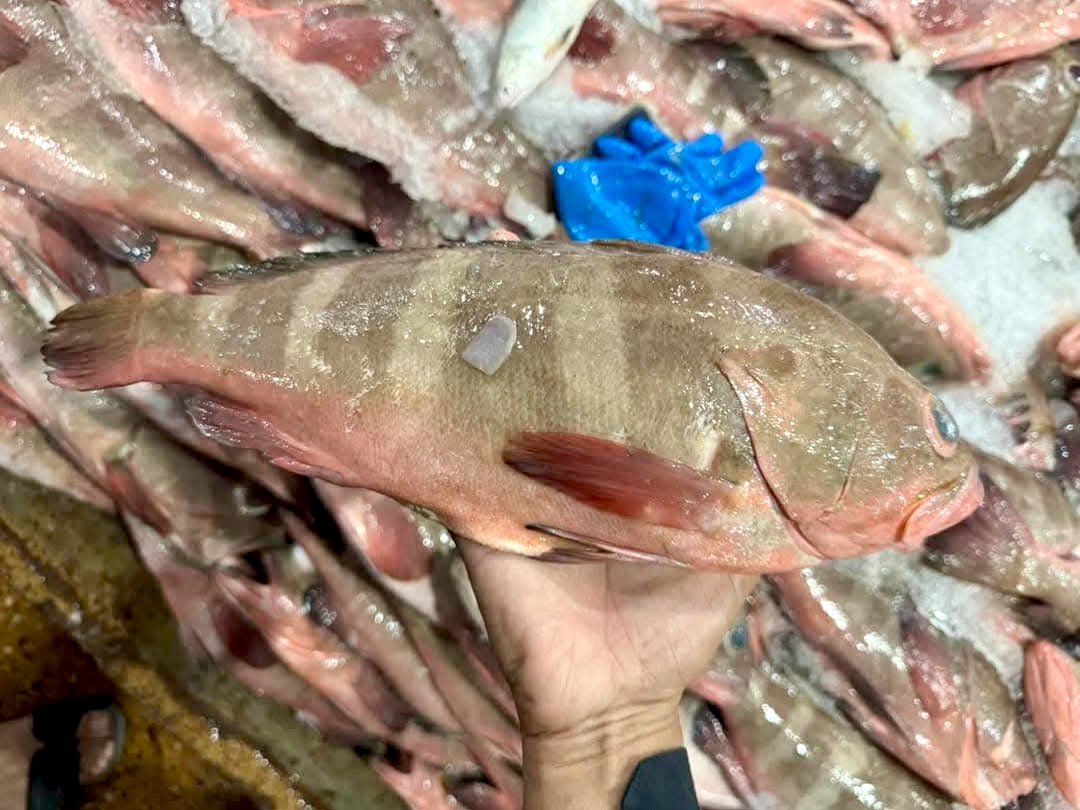 Cá mú biển