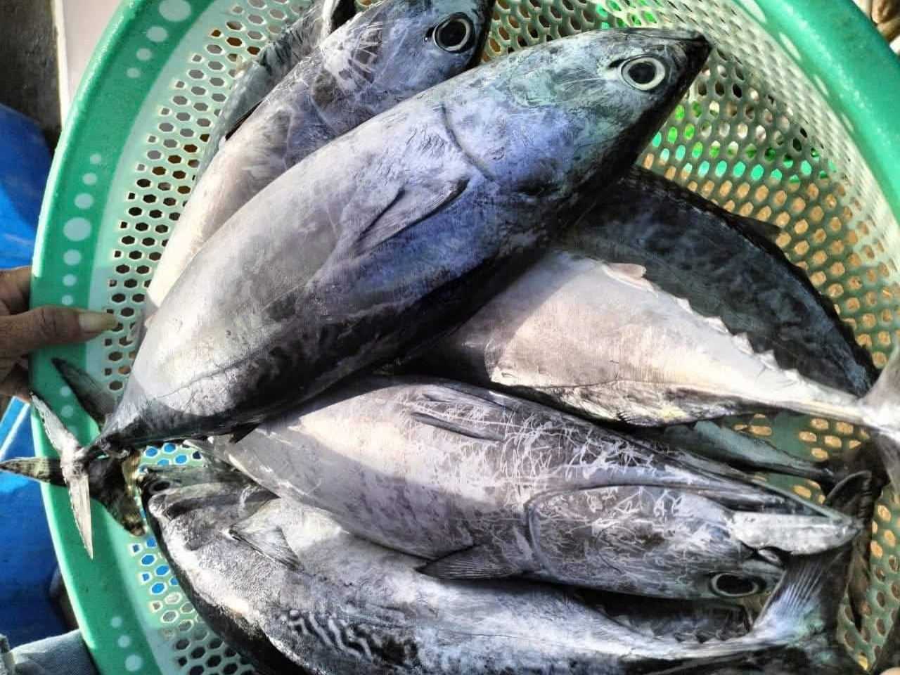 Cá ngừ