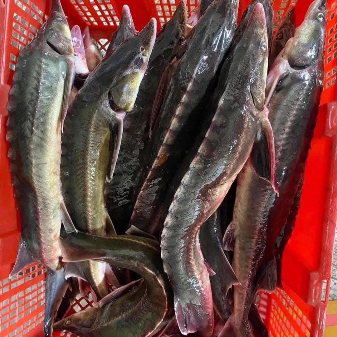 Cá tầm