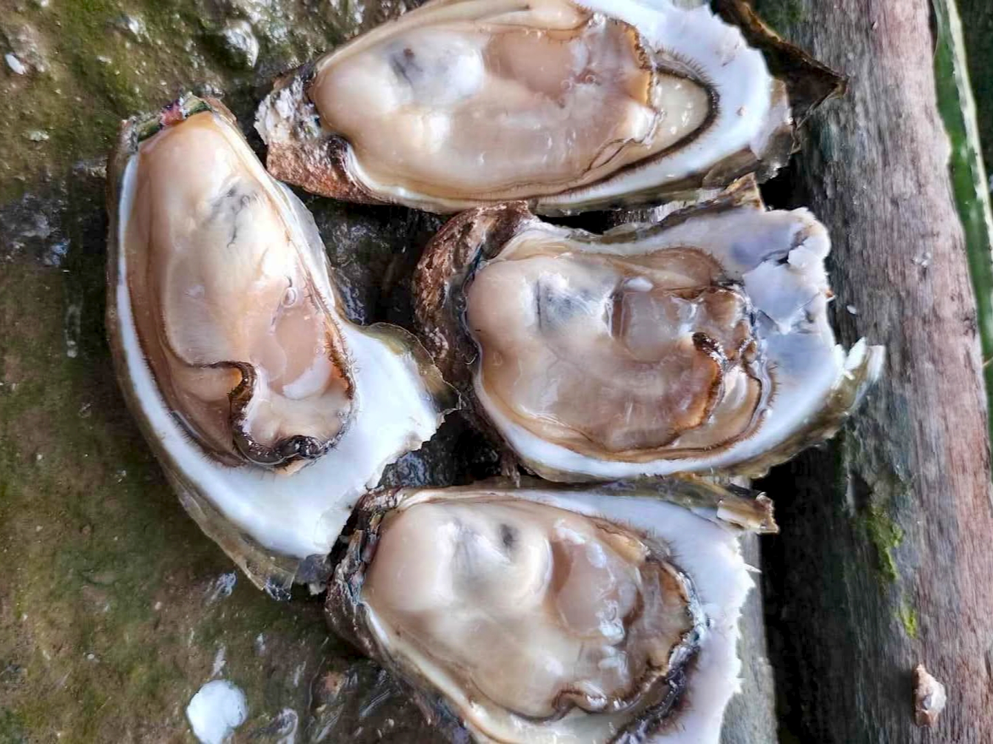 Hàu sữa