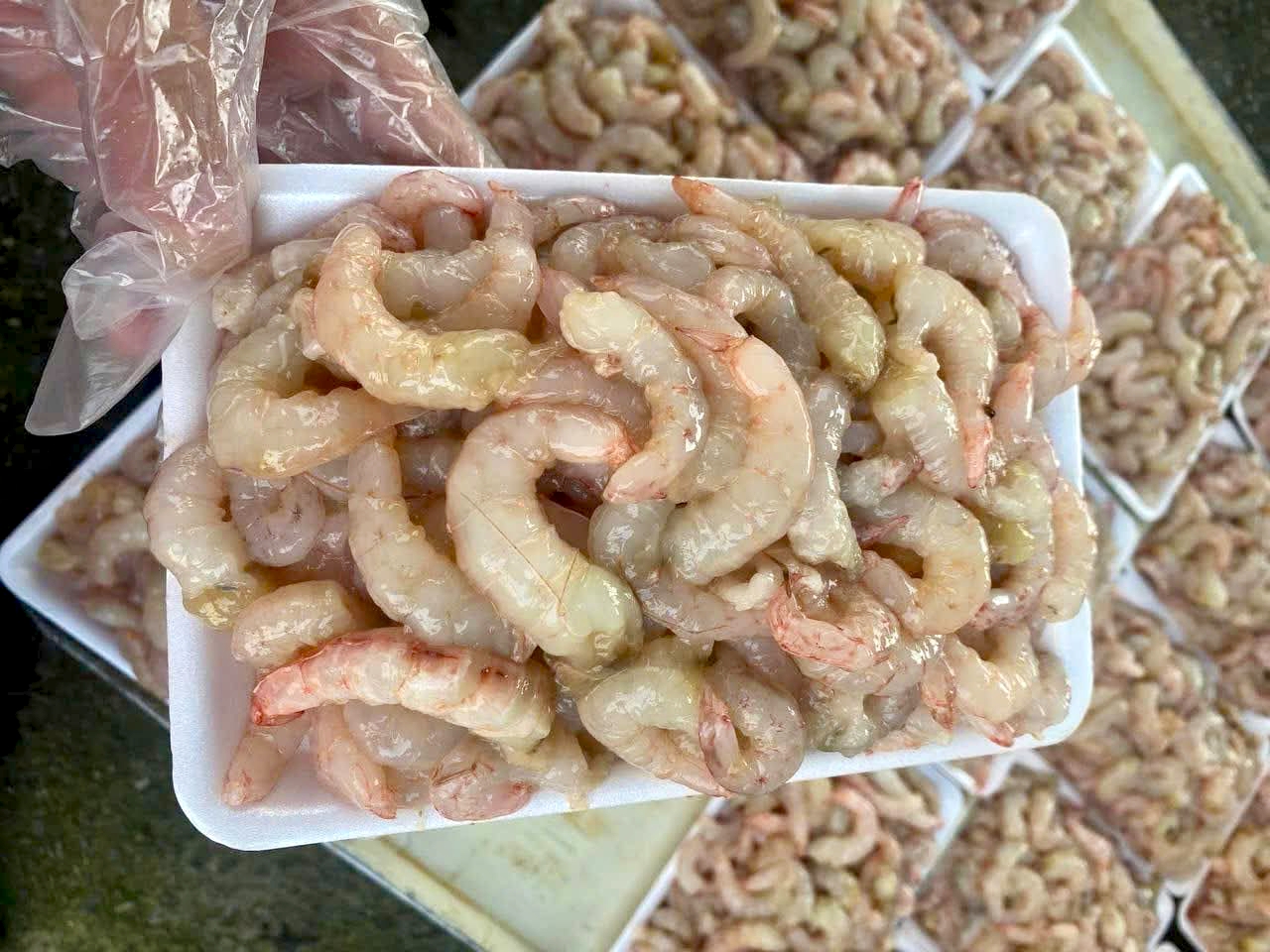 Nõn tôm biển