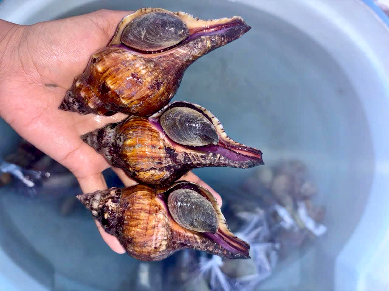 Ốc đỏ