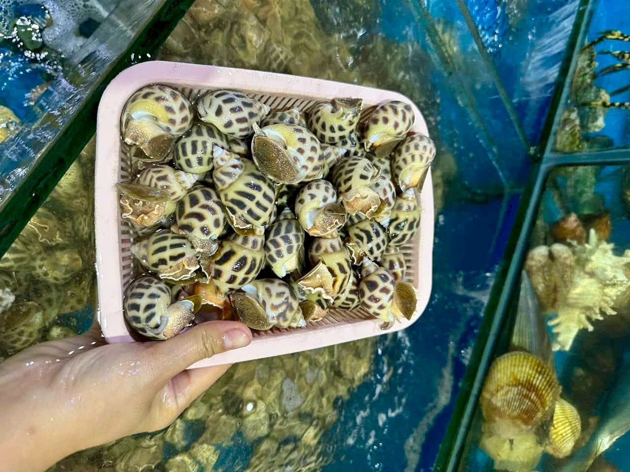 Ốc hương