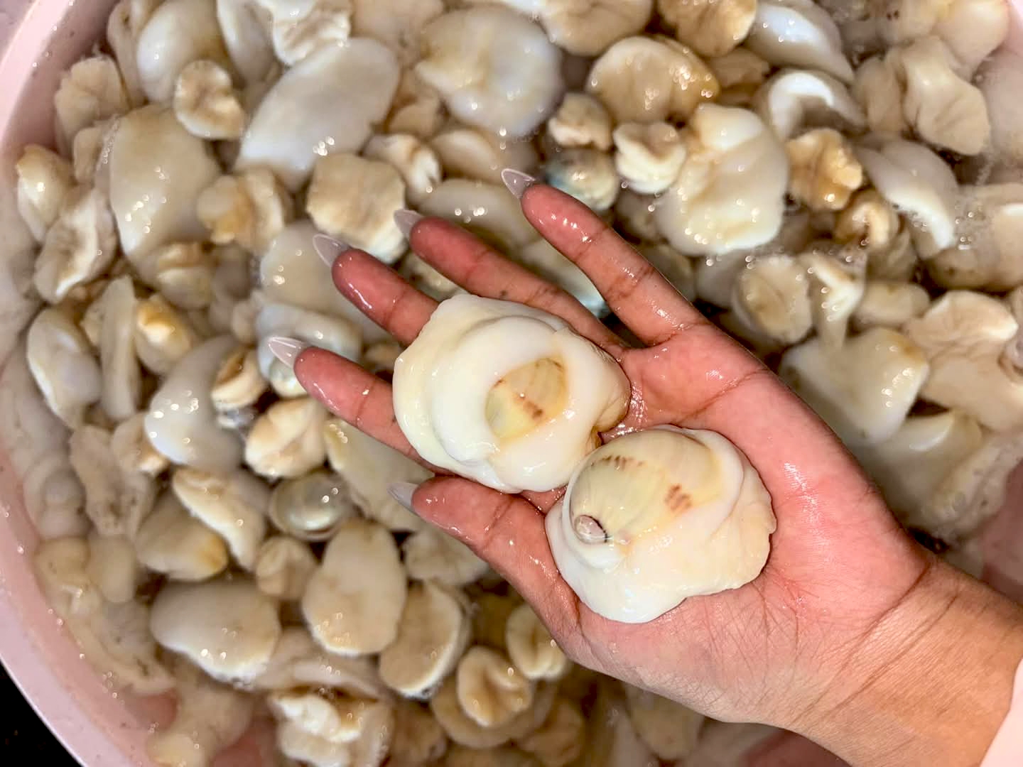 Ốc mỡ