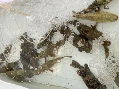 Cá biển sống