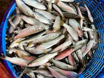Cá đối