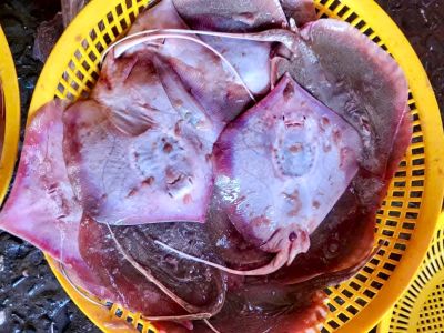 Cá đuối