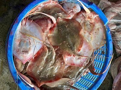 Cá đuối