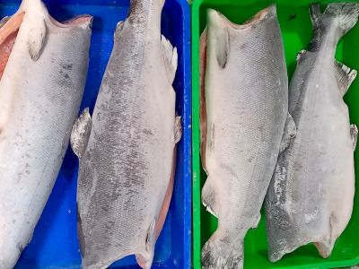 Cá hồi Coho Chile