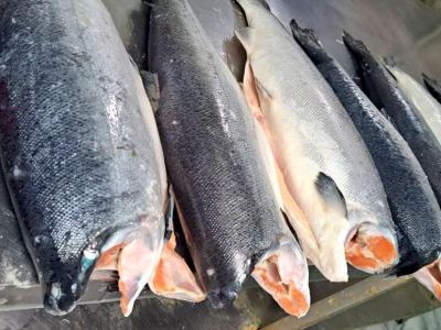 Cá hồi Coho Chile