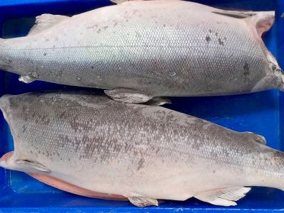 Cá hồi Coho Chile