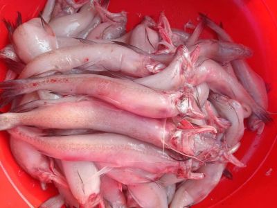 Cá khoai