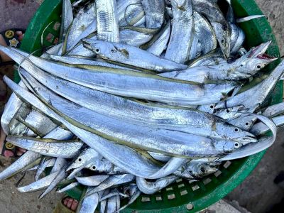 Cá hố