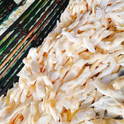 Khô ức cá dứa 3 nắng