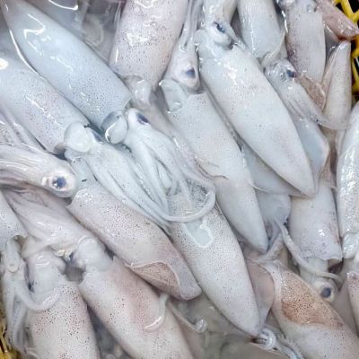 Mực trứng tươi
