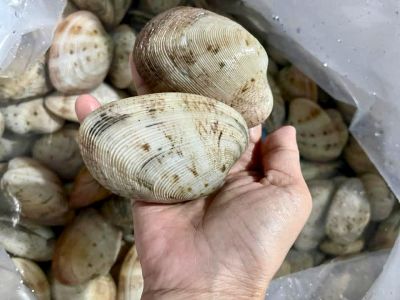 Ngao hai còi