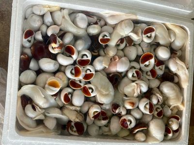 Ốc mỡ