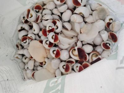 Ốc mỡ