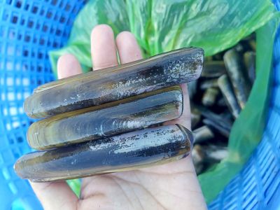 Ốc móng tay