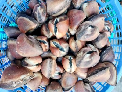 Sò sữa