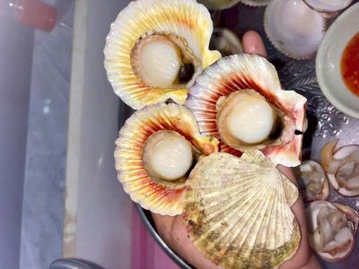 Sò điệp