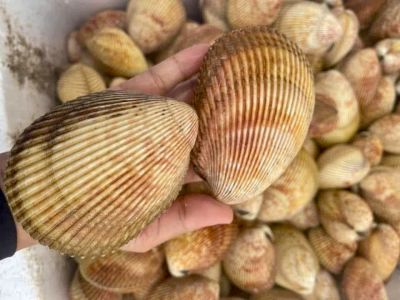 Sò dương
