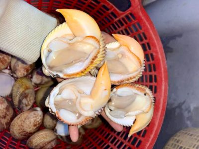 Sò dương