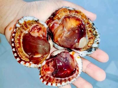 Sò huyết