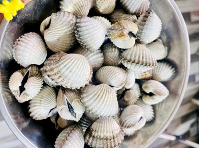 Sò huyết