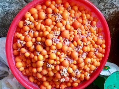 Trứng gà non