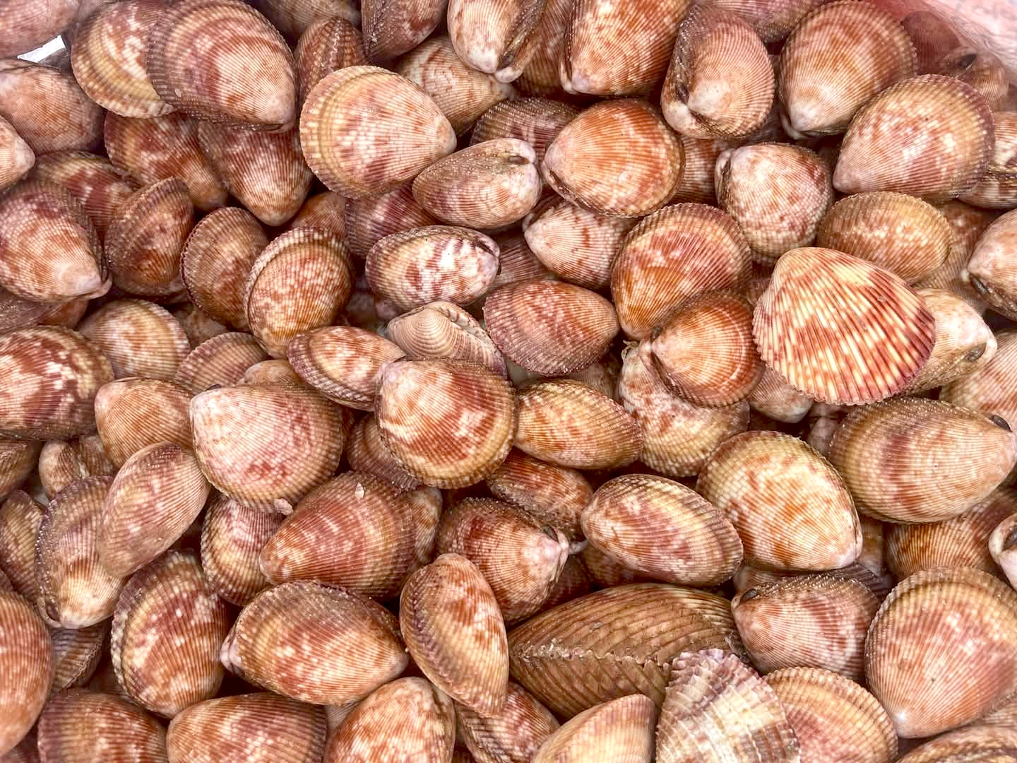Sò dương baby