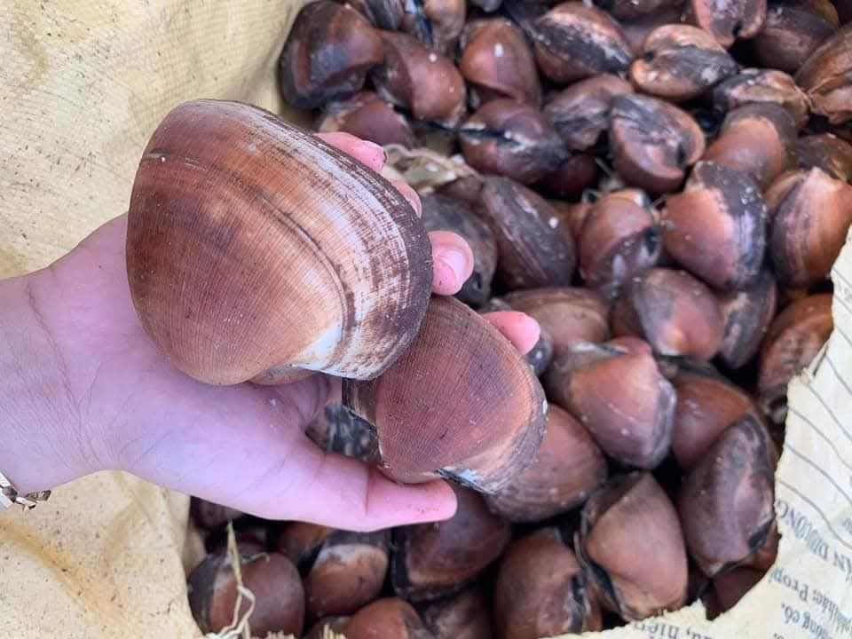 Sò sữa