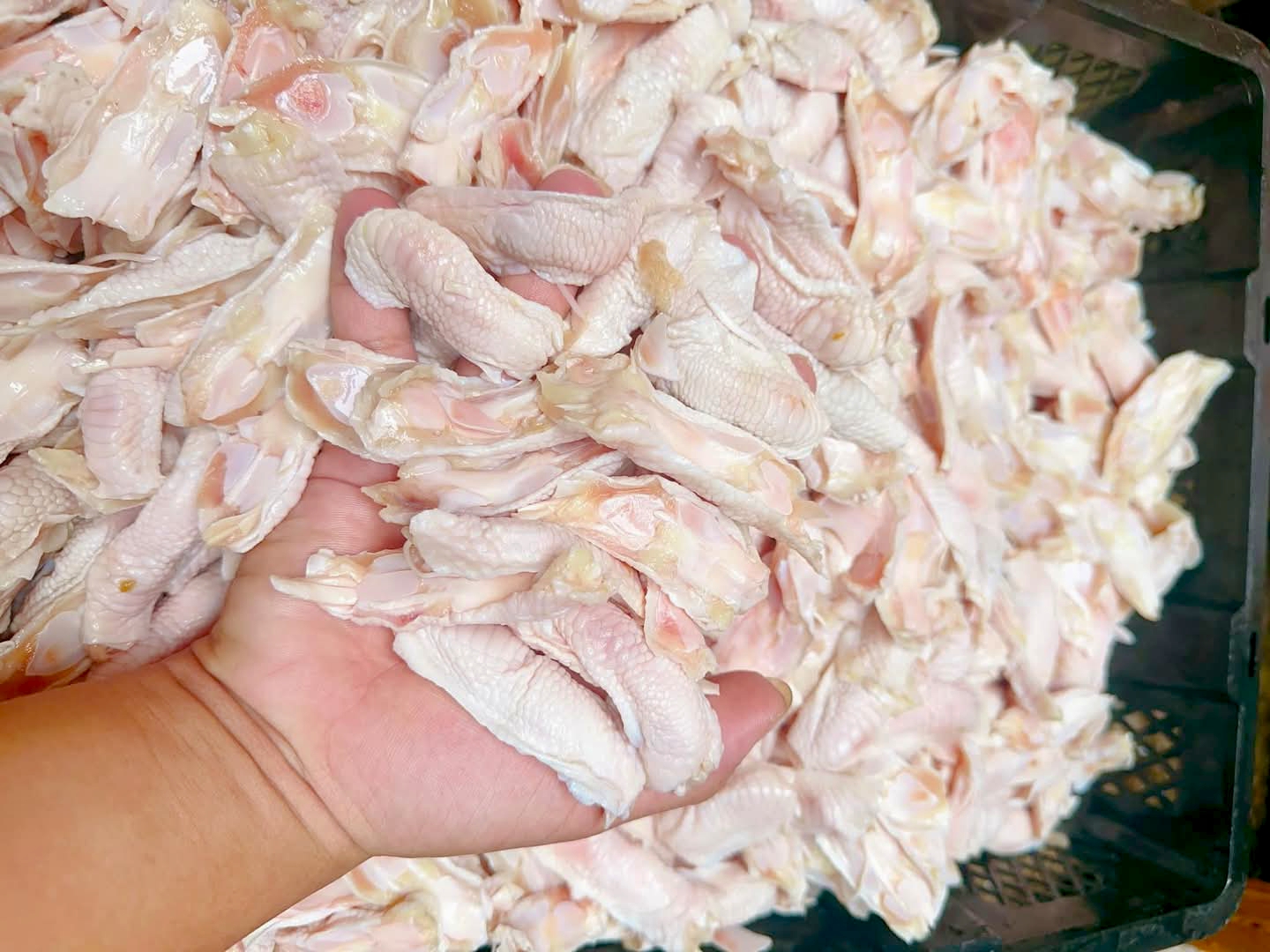 Sụn gối gà