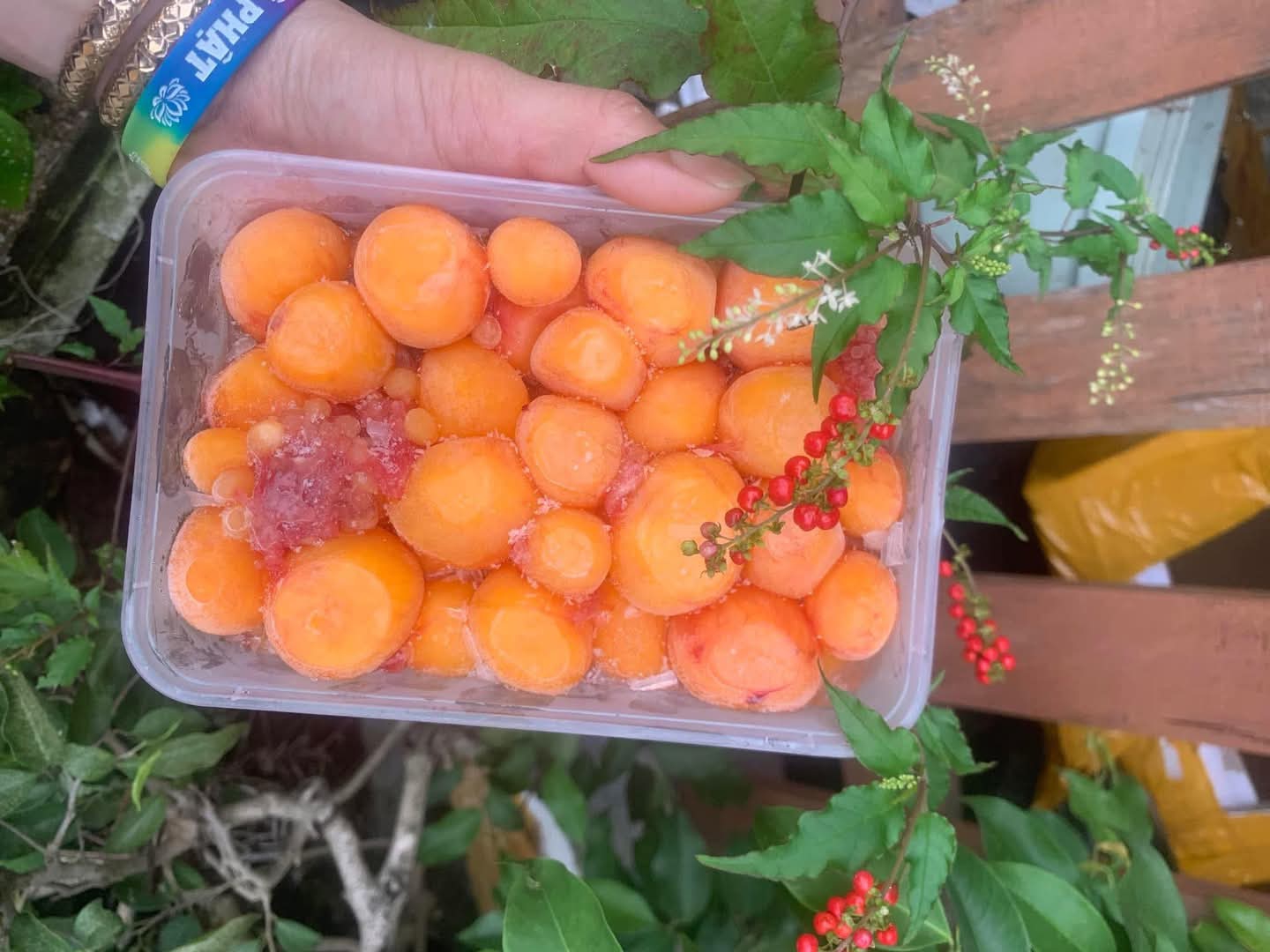 Trứng gà non