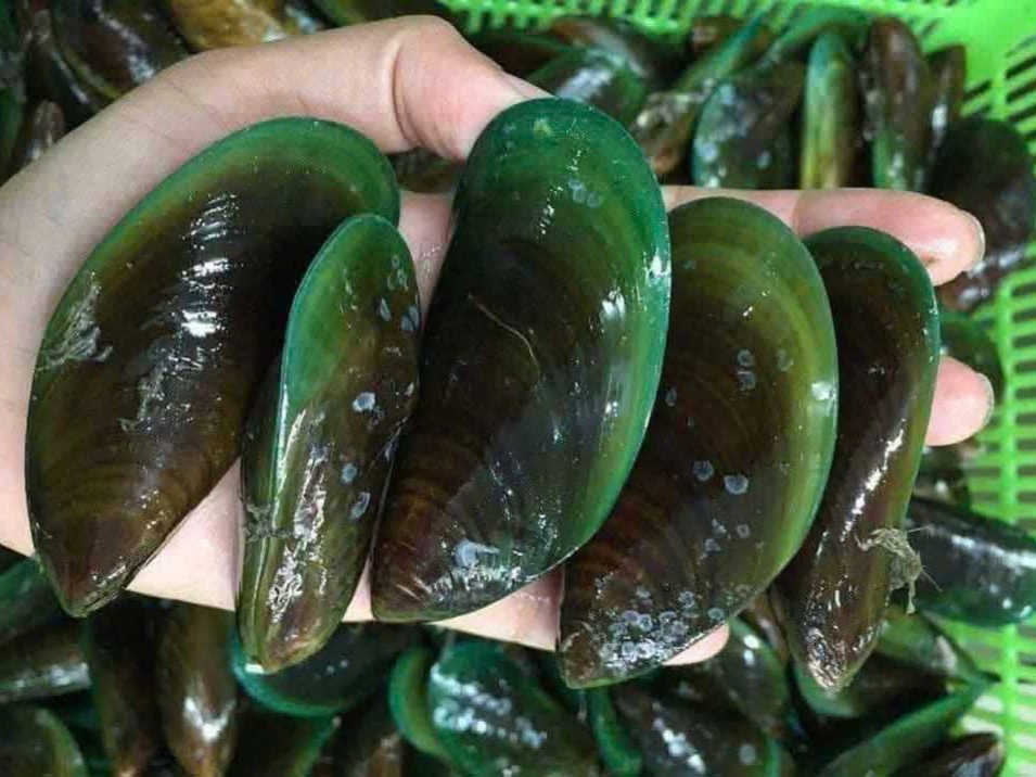 Vẹm xanh